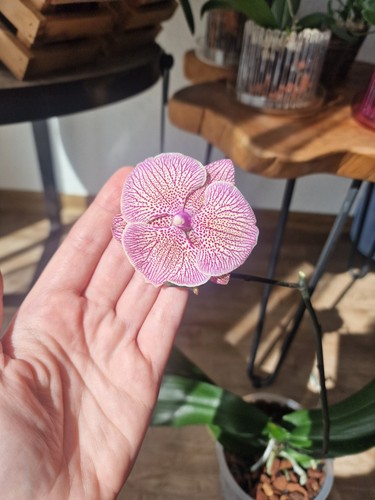 Phalaenopsis sogo very - very, maple