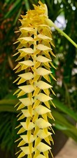 Dendrochillum species - dendrochillum,