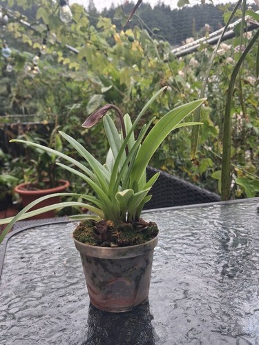 Orchidee paphiopedilum - orchidee,