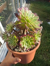 Aeonium Snowgirl - Variegated
