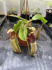Nepenthes LVB X Veitchii