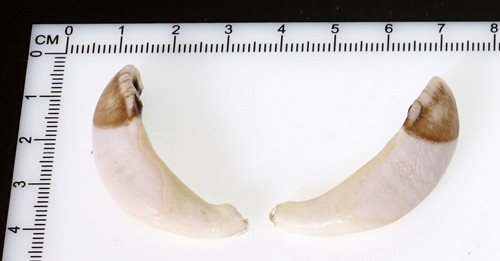 Schöne wildschweinzähne - schöne,