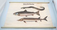 alte DDR Rollkarte Schulwandkarte Wanderfische Lehrtafel ca.100x65