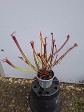 S. x "Uniposka" DFH41