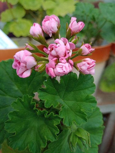 Pelargonie geranie - pelargonie,