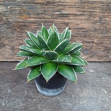 Agave filifera compacta XL