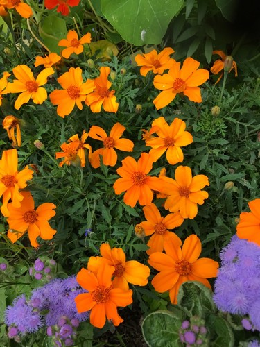 Tagetes orange einfach - orange,