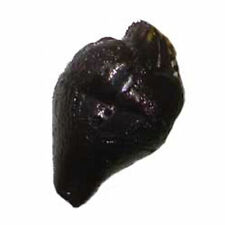 Tigerlotusknolle Nymphaea Lotus var. Viridis oder Rubra