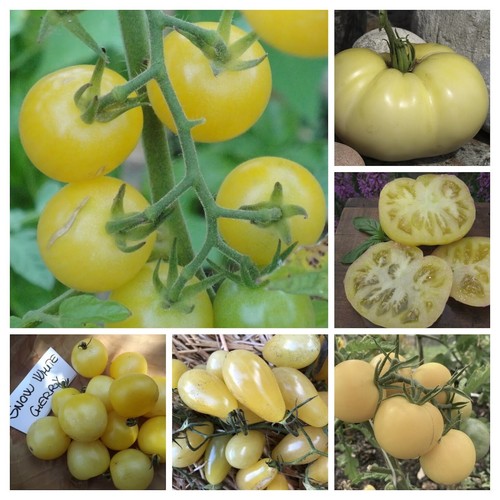 Weisse tomaten samenmischung - weisse,