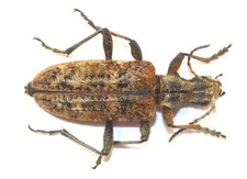 COLEOPTERA, CERAMBYCIDAE