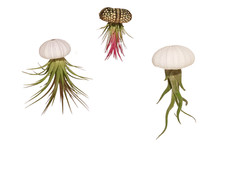 Tillandsien-Quallen Tillandsia 3er Set im Seeigelgehäuse Airplants pflegeleicht