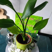 Strelitzia  Paradiesvogelblume