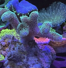 XXL Meerwasser Stein Aquarium Dekoration