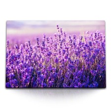 120x80cm Wandbild auf Leinwand Lavendel Lavendelfeld Violett Lila Natur