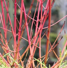 Roter Hartriegel 100-125cm -