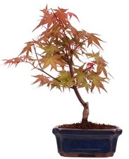 Bonsai - Acer palmatum Deshojo