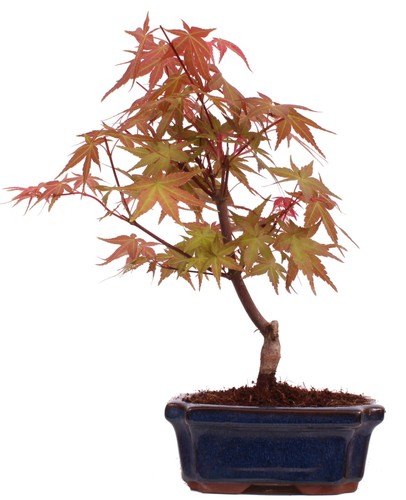 Bonsai acer palmatum - acer, deshojo