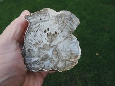 versteinertes Holz (Araukaria sp. mit Achat) aus der Boeny Region / Madagaskar