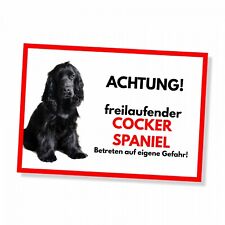 Cocker Spaniel 1 Freilaufender