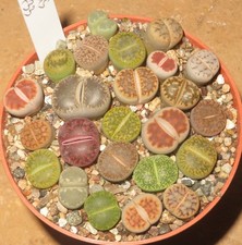 24er Lithops Mix Sukkulenten Culture Plants Lebende Steine EB-MS1733-T8