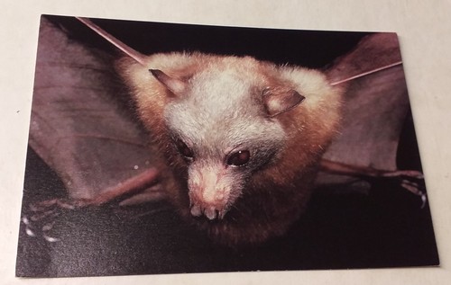 Taxidermy flying fox - taxidermy,
