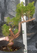 Chinesischer Wacholder Bonsai