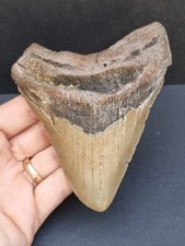 Megalodon Zahn 11,9 cm –