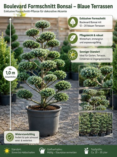 Formschnitt bonsai boulevard - bonsai,