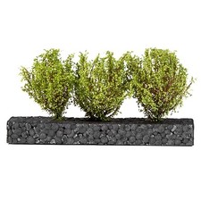 3x Hohe hellgrüne Büsche 4-5cm - Modellbau, Diorama, Eisenbahn Landschaften