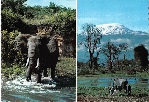 Tiere elefant elephant - elephant,