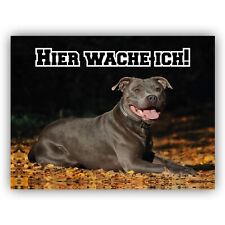 Staffordshire Bullterrier