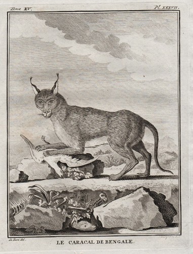 Karakal caracal tier animal - tier,