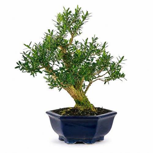 Bonsai jahre buxus - jahre,