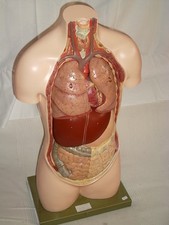 Somso gipsmodell lehrmodell - ,