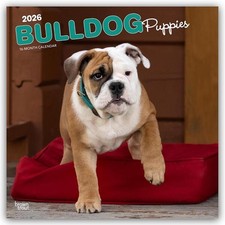 Bulldog Puppies - Bulldogge