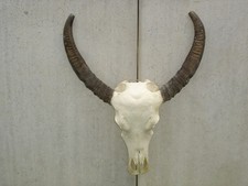 Wasserbüffel Schädel Hörner