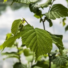 Baumhasel Türkische Hasel Corylus colurna ca. 80-120 cm 5-7,5 Liter Topf