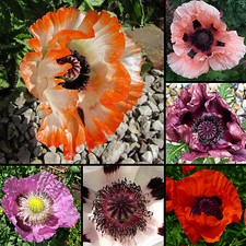 Türkischer mohn mix - mohn, 200+