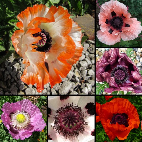 Türkischer mohn mix 200 - mix, 200+