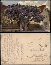 Ansichtskarte  Stimmungsbild: Frühling Dorfstraße Kinder unter Flieder 1912