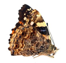 LEPIDOPTERA, NYMPHALIDAE