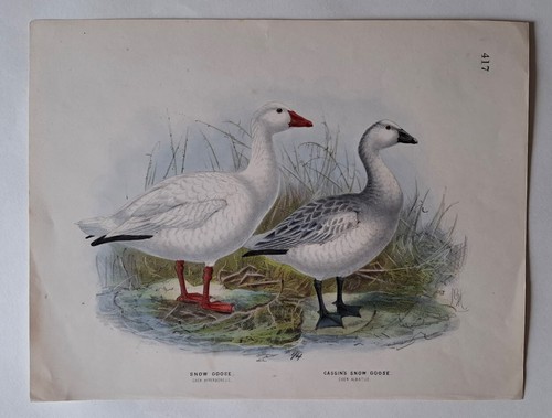 Seltene john gerrard keulemans - gerrard,