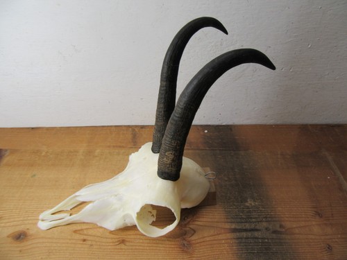 Schöne gams gamsgeiss - schöne,