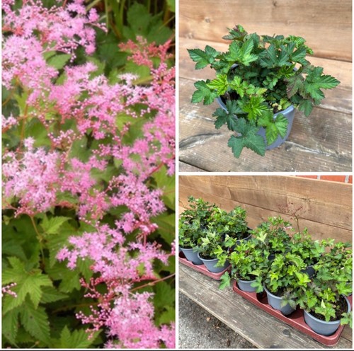 Mädesüß kahome filipendula - mädesüß,
