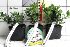 3 Japan - Azaleen,    Sortiment mit 3 verschiedenen niedrigen Sorten