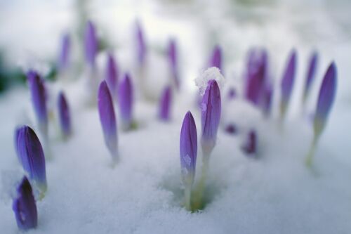 Winterharte lila krokusse - winterharte,