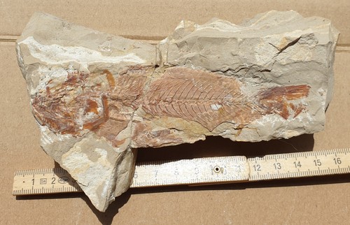 Anpräp nematonotus - nematonotus, sp.