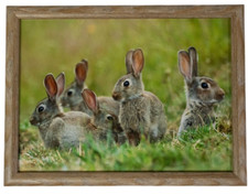 Knietablett Mars & More