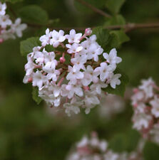 Koreanischer Duft-Schneeball Juddii 60-80cm - Viburnum juddii