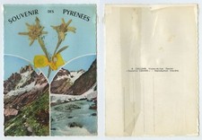 107676 - Echtes Edelweiß -